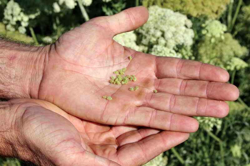 Zak Stephenson holds carrot seed in his hand mid-season.